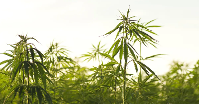 „Krem z konopi na co dzień – naturalna recepta na zdrową i promienną skórę”